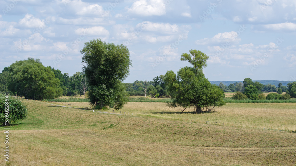 Trees in the nature park Unteres Odertal in the Uckermark in Germany Trees in the nature park Unteres Odertal in the Uckermark in Germany