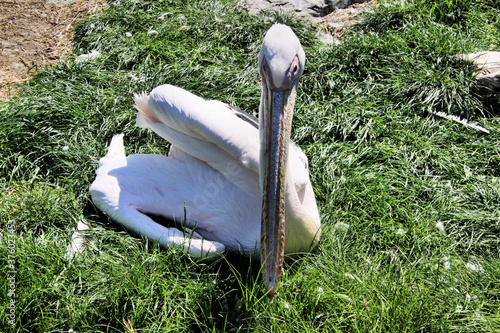 pelicans on a grass