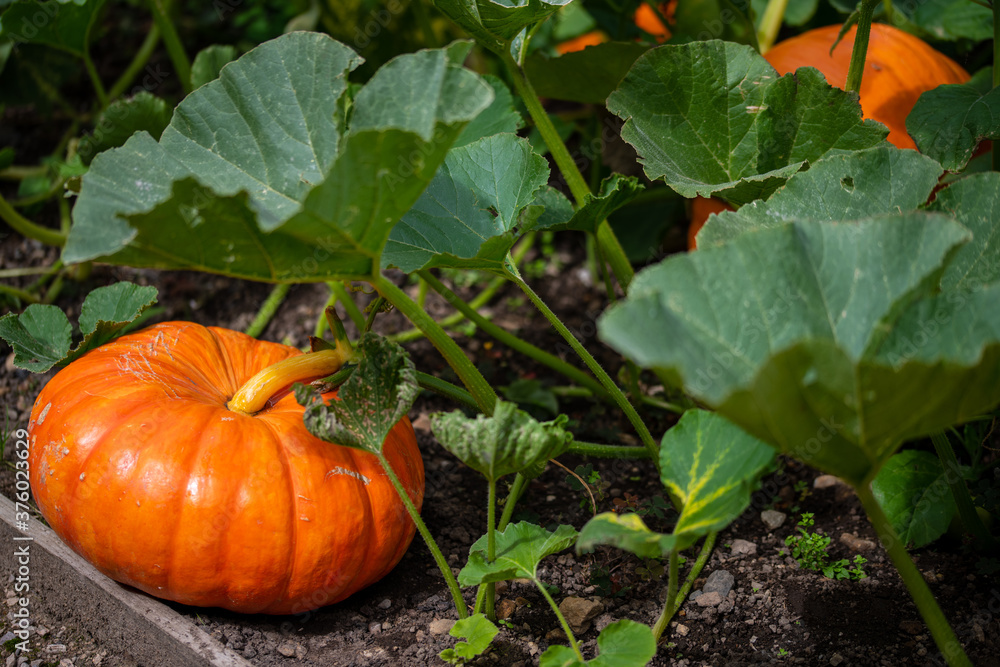 Obraz premium pumpkin on the grass