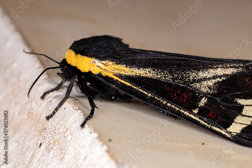 Tiger Moth of the Tribe Arctiini photo