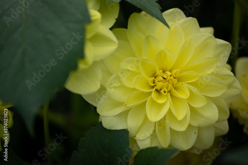 yellow flower in the garden © Laura
