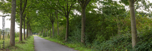 Wallpaper Mural Allee mit Ahornbäumen, Lünen, Ruhrgebiet, Nordrhein-Westfalen, Deutschland, Europa Torontodigital.ca