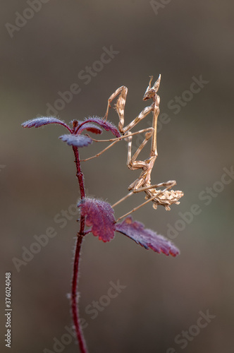 Graceful insect Empusa pennata on a dry sprig waiting for prey in the meadow