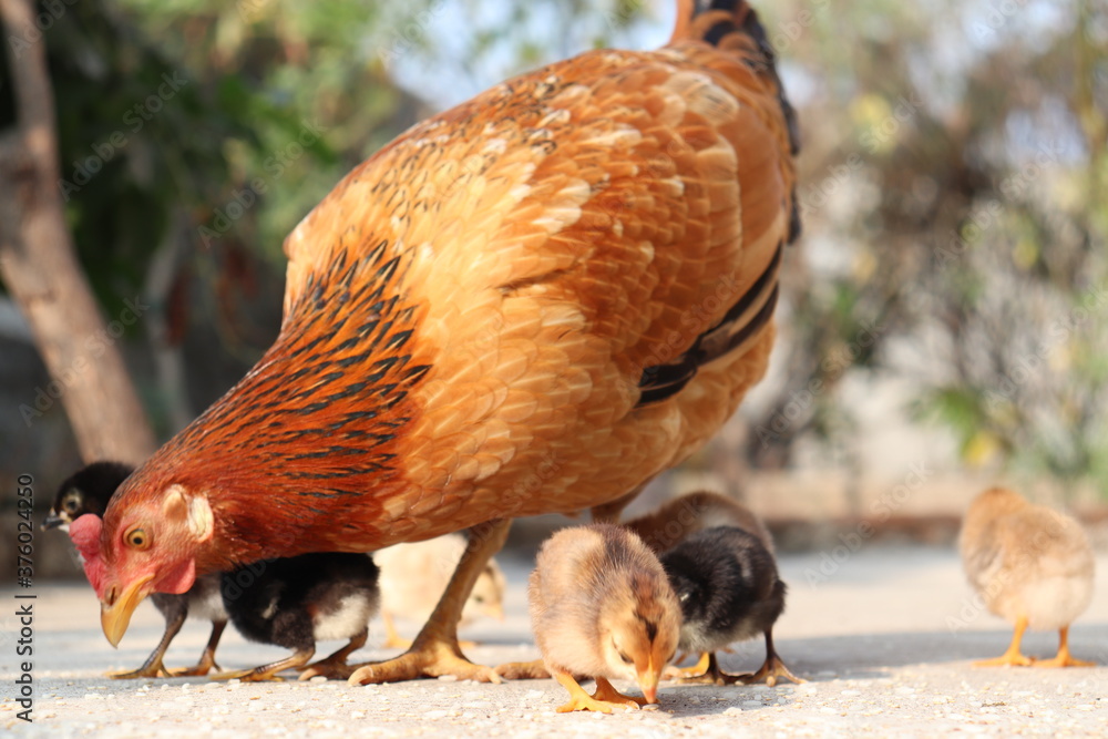 Fototapeta premium free range chickens