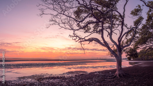 Golden Panoramic Seaside Sunrise with Mangroves