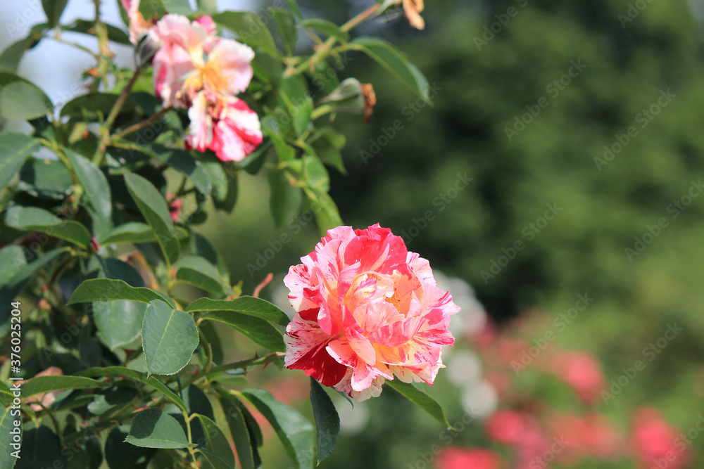bright beautiful flowers in botanical garden bright beautiful flowers in botanical garden