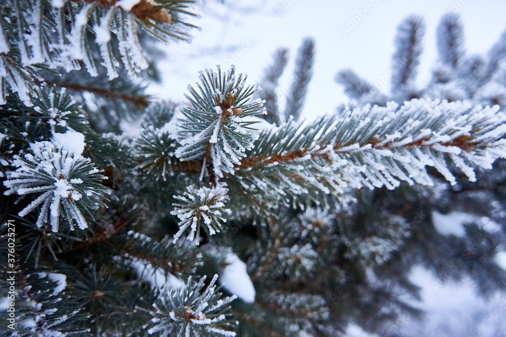 Spruce branches in winter against a background of white snow.