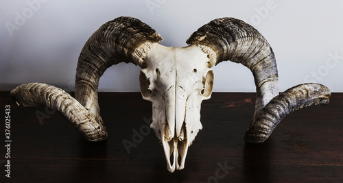 ram skull with big horns on wooden desk