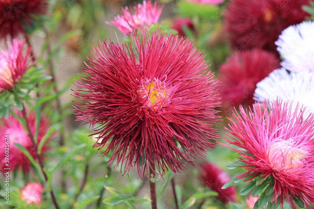 bright beautiful flowers in botanical garden bright beautiful flowers in botanical garden