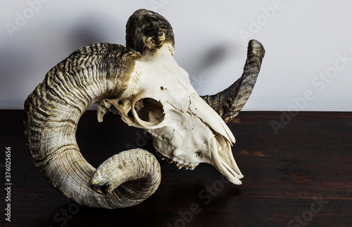 ram skull with big horns on white background