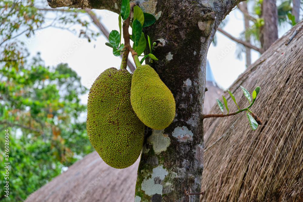 Jackfruit grows in a natural environment on the island of Panay in the Philippines. Jackfruit grows in a natural environment on the island of Panay in the Philippines.