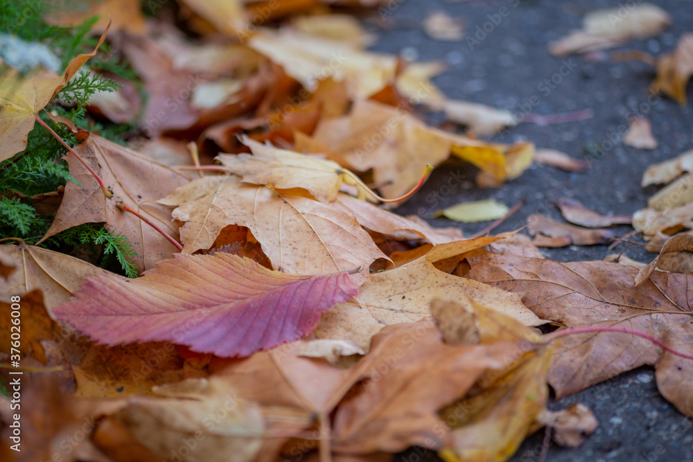 Obraz premium multicolored autumn leaves close up