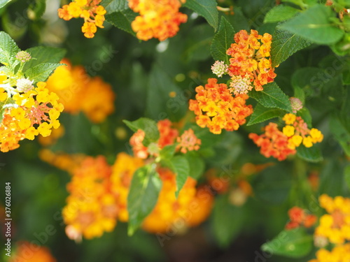 Yellow and orange color flower Lantana camara, Verbenaceae blooming in garden on blurred of nature background