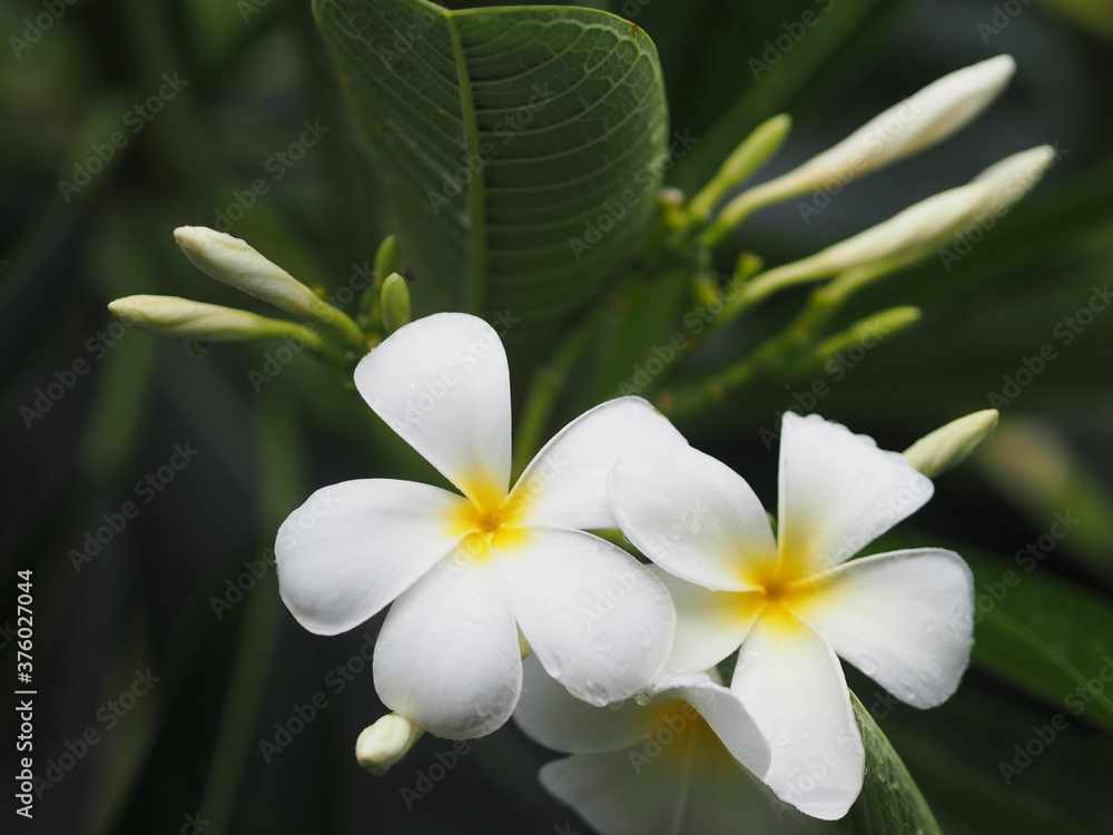 Fototapeta premium Plumeria mix color white and yellow colorfull flower blooming in garden on blur nature background Tropical nature, Frangipani, Temple, Graveyard Tree Apocynaceae