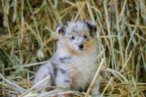 Fototapeta Naklejka Na Ścianę i Meble -  Cute marble dog sheltie shetland shepherd puppy with blue eyes on wood on hay dry grass background