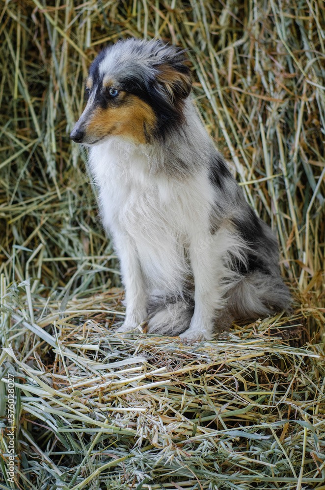 Cute marble dog sheltie shetland shepherd puppy with blue eyes on wood on hay dry grass background Cute marble dog sheltie shetland shepherd puppy with blue eyes on wood on hay dry grass background