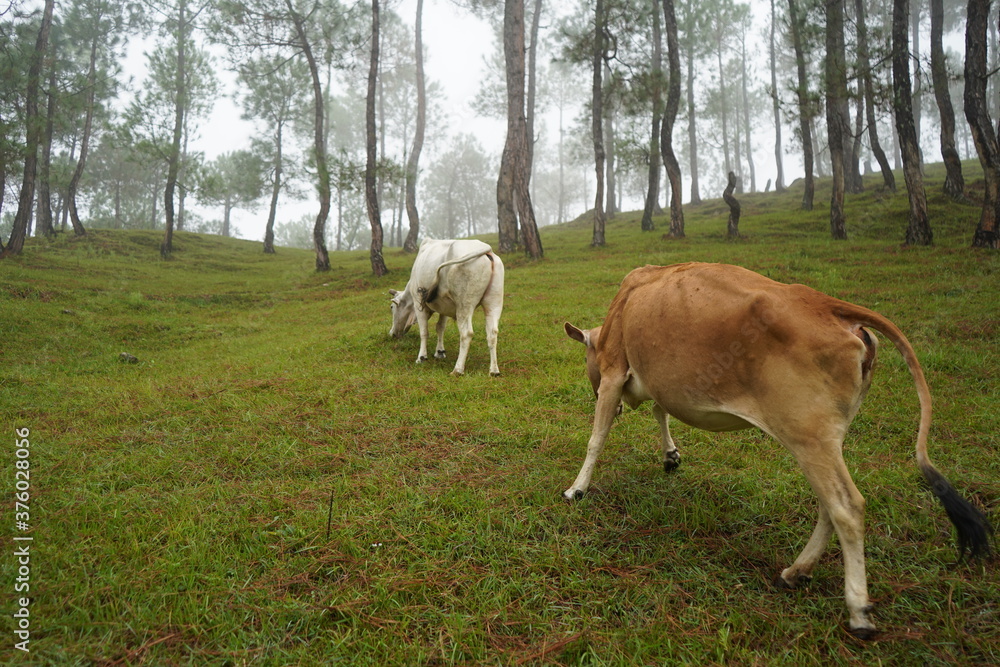 Cows graze on mountain hills in a foggy morning.Picturesque and gorgeous foggy morning scene. Cows graze on mountain hills in a foggy morning.Picturesque and gorgeous foggy morning scene.