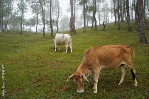 Cows graze on mountain hills in a foggy morning.Picturesque and gorgeous foggy morning scene.
