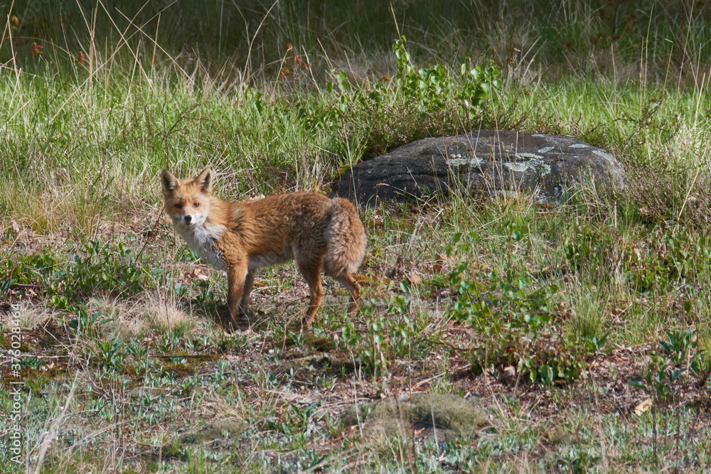 Obraz premium Polowanie na lisy rude na myszy