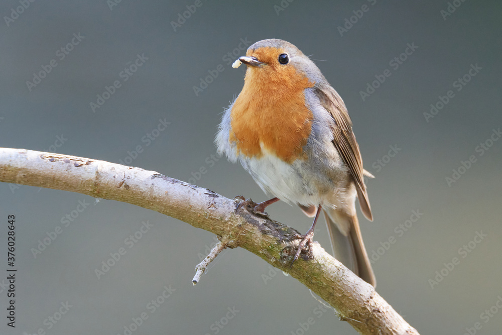 Rotkehlchen (Erithacus rubecula) Rotkehlchen (Erithacus rubecula)
