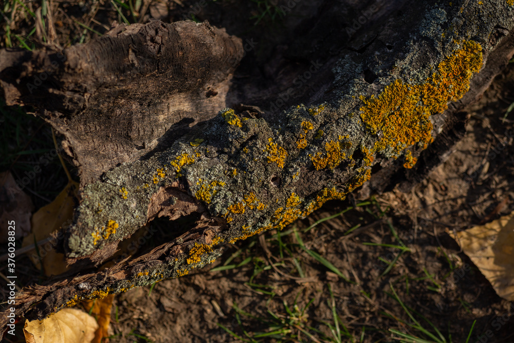 dry tree bark close up