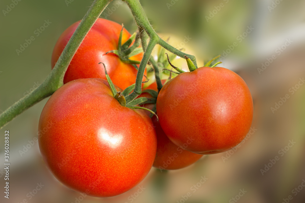 Ripe and unripe organic tomatoes on a branch growing in  greenhouse.