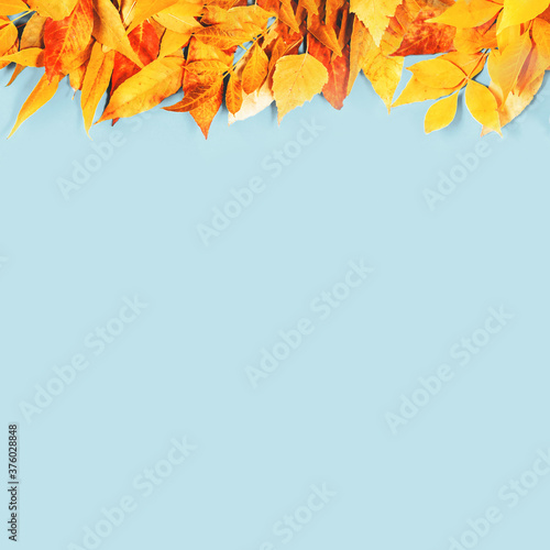 Autumn season foliage. Yellow and bright orange autumn leaves flat lay top border on blue. Thanksgiving, fall harvest time concept with copy space.