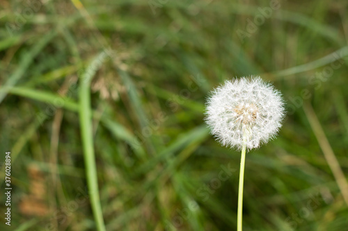 White blowball  dandelion  on blurred green grass background  close up.