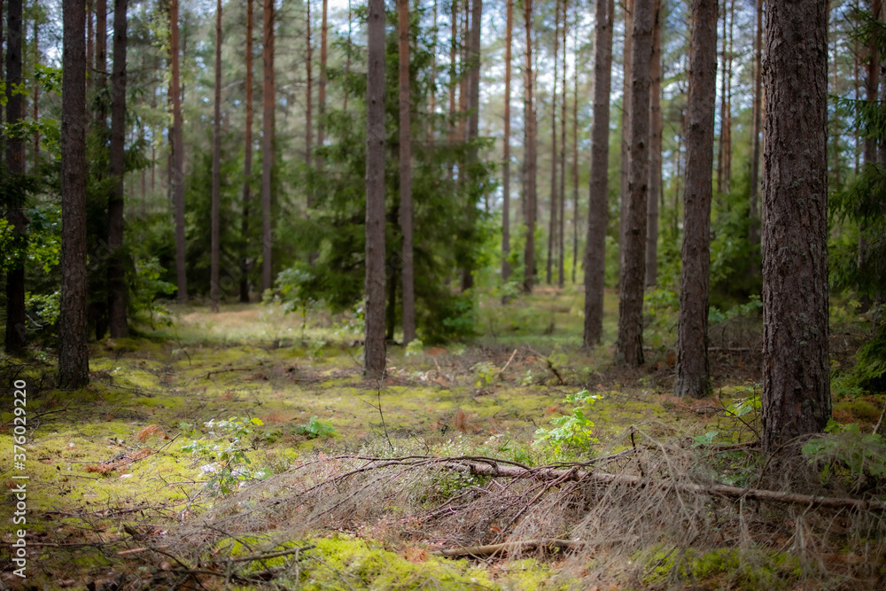 Fototapeta premium las