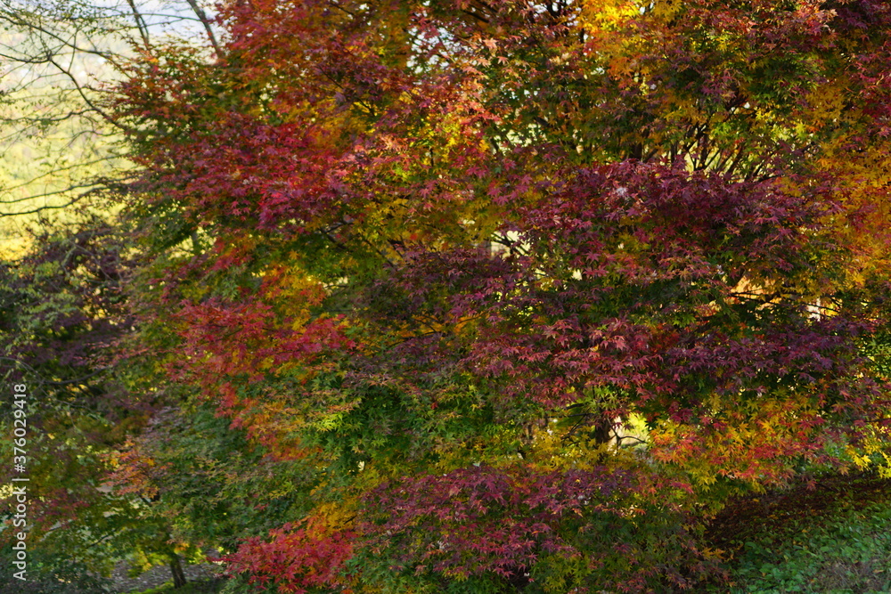 Autumn landscape. Autumn is a wonderful time of the year, with beautiful colors and a peaceful atmosphere around, Japan Autumn landscape. Autumn is a wonderful time of the year, with beautiful colors and a peaceful atmosphere around, Japan