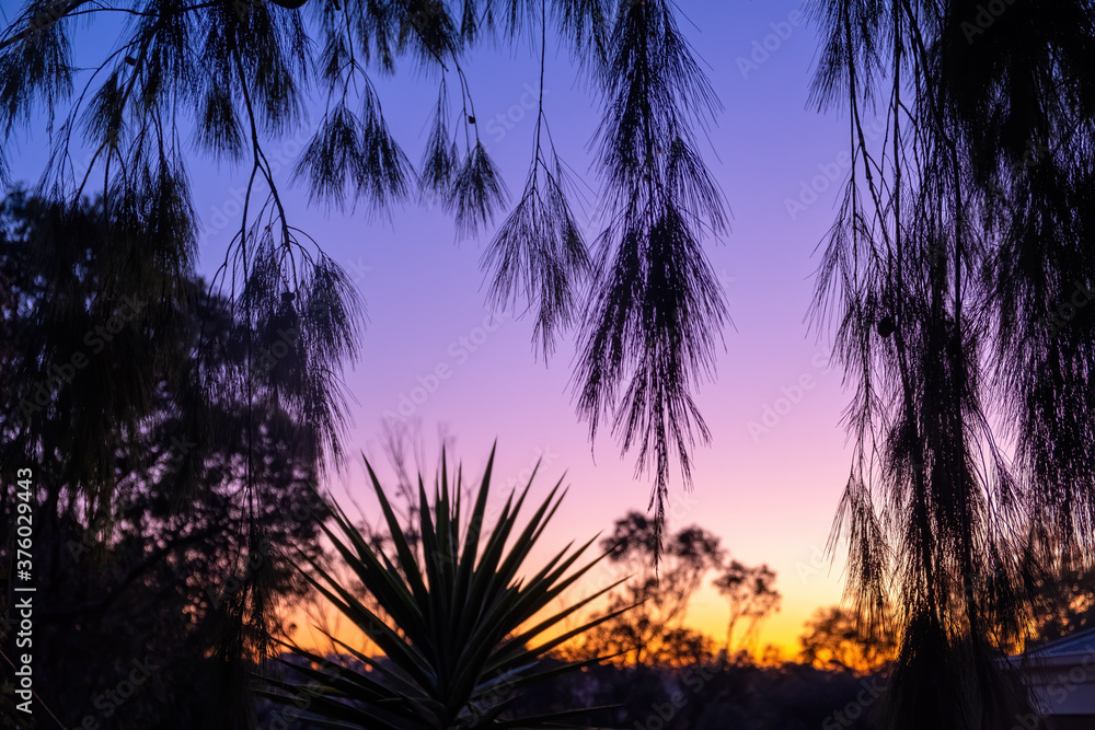Tree branches silhouettes at sunset - beautiful tranquil scene