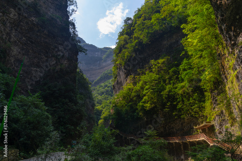 Summer scenery of the Three Gorges sea of bamboo in Yichang, Hubei, China