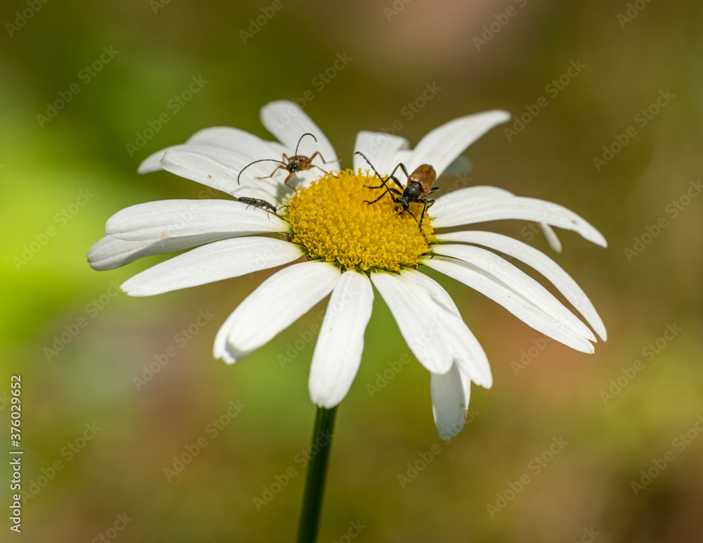 Red-brown Longhorn Beetle (Stictoleptura or Corymbia rubra) on daisy flower Red-brown Longhorn Beetle (Stictoleptura or Corymbia rubra) on daisy flower