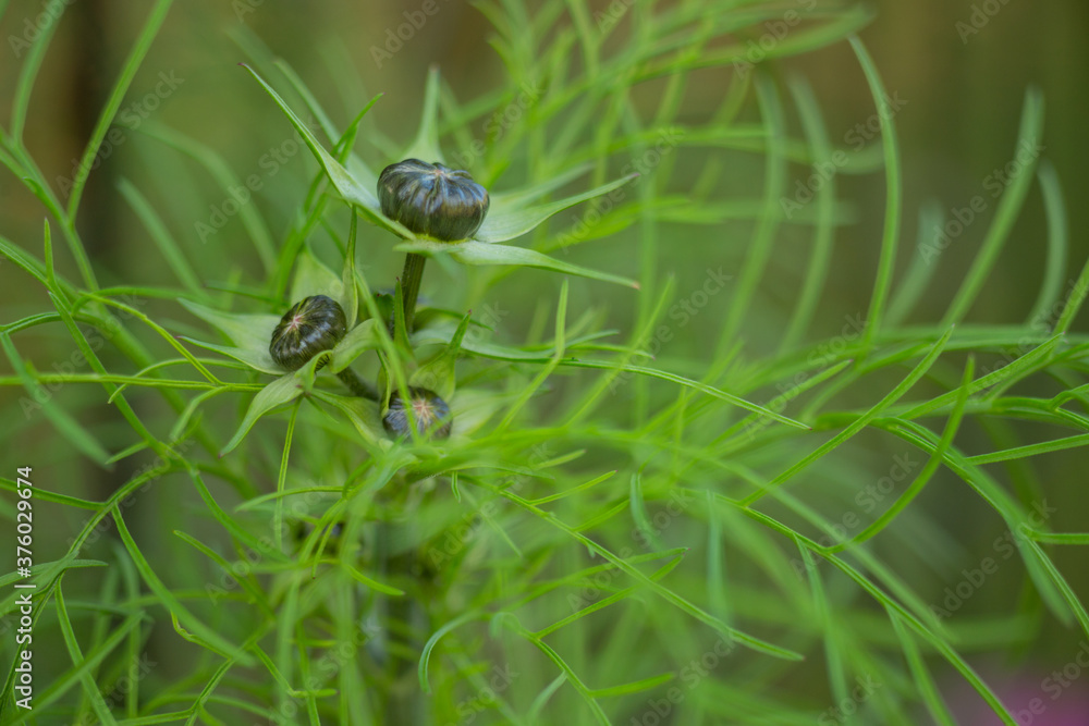 flower buds of Cosmos Flowers close up on a green background flower buds of Cosmos Flowers close up on a green background