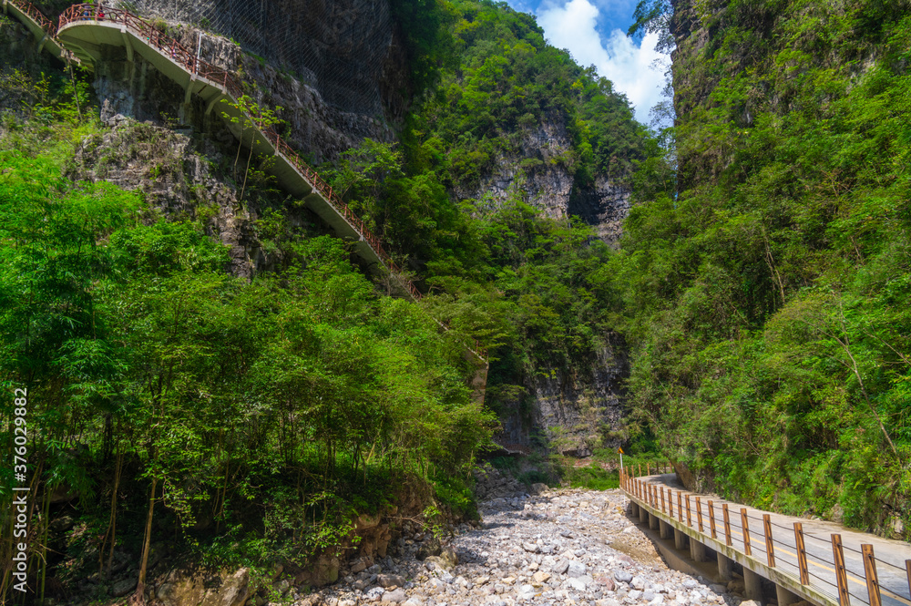 Summer scenery of the Three Gorges sea of bamboo in Yichang, Hubei, China
