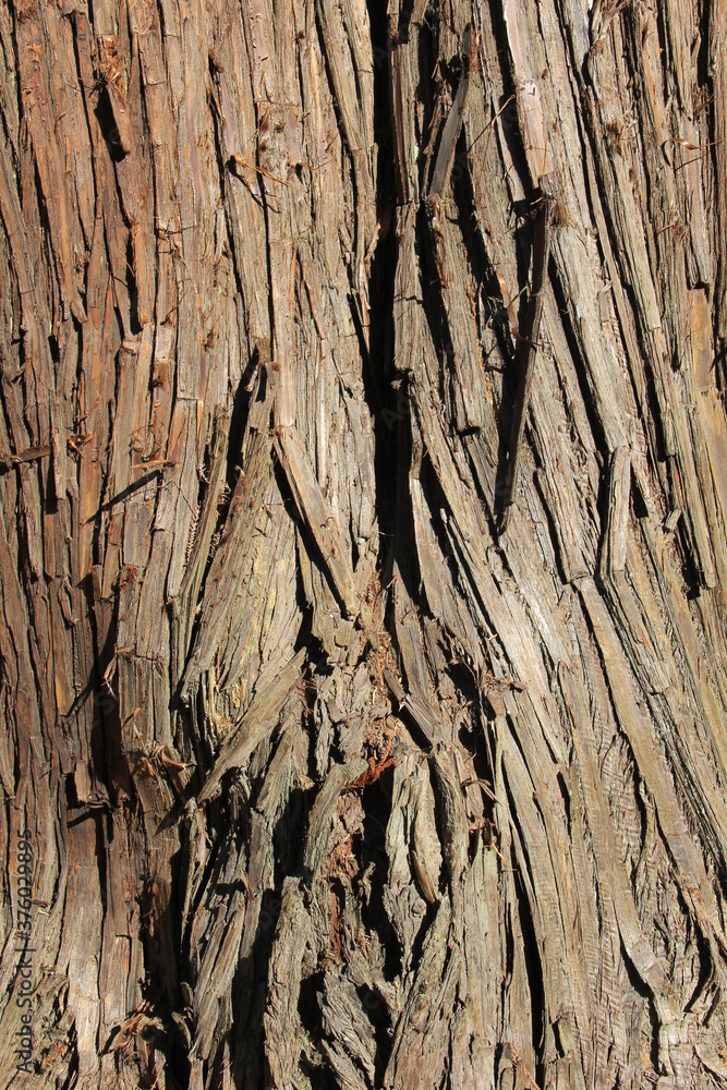 Obraz premium 杉の樹皮