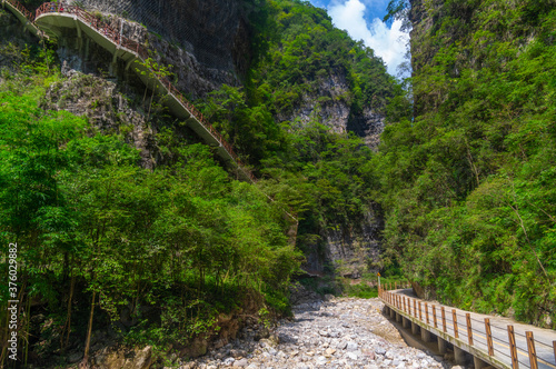 Summer scenery of the Three Gorges sea of bamboo in Yichang  Hubei  China