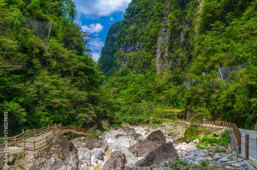 Summer scenery of the Three Gorges sea of bamboo in Yichang, Hubei, China