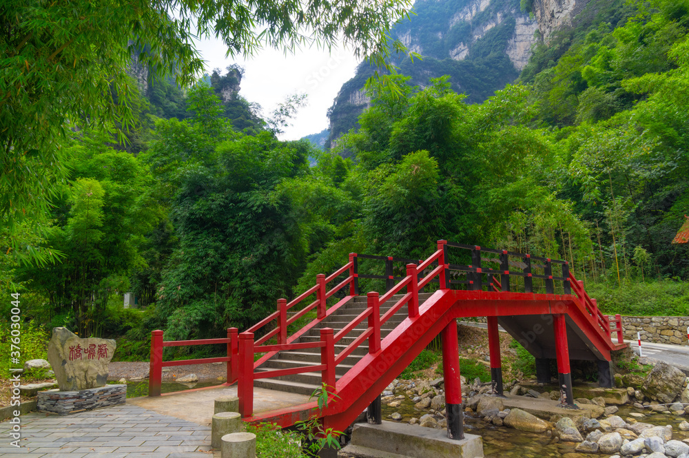 Summer scenery of the Three Gorges sea of bamboo in Yichang, Hubei, China Summer scenery of the Three Gorges sea of bamboo in Yichang, Hubei, China