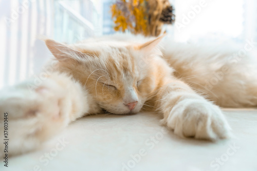 Fat yellow ragdoll cat sleeping under sunshine, cat big head