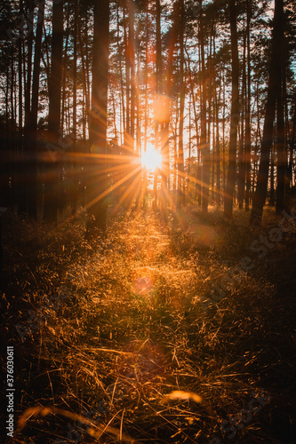 Low evening sunset light in a mystic autumn forest with zen and peaceful like feeling. warm colorful sun light with fall leaves and orange tones in Germany