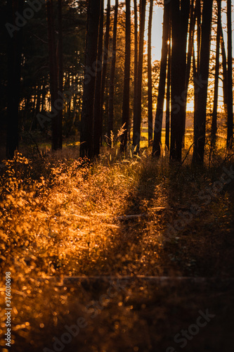 Beautiful dreamy sunset sunt light in a green fresh summer forest with warm light. Realx in the calm woods and get some natural energy. Peaceful and realx nature scene photo