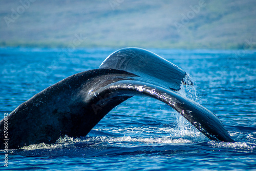 humpback whale tail