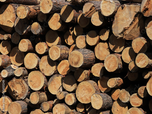 pine-tree timber stack logging background