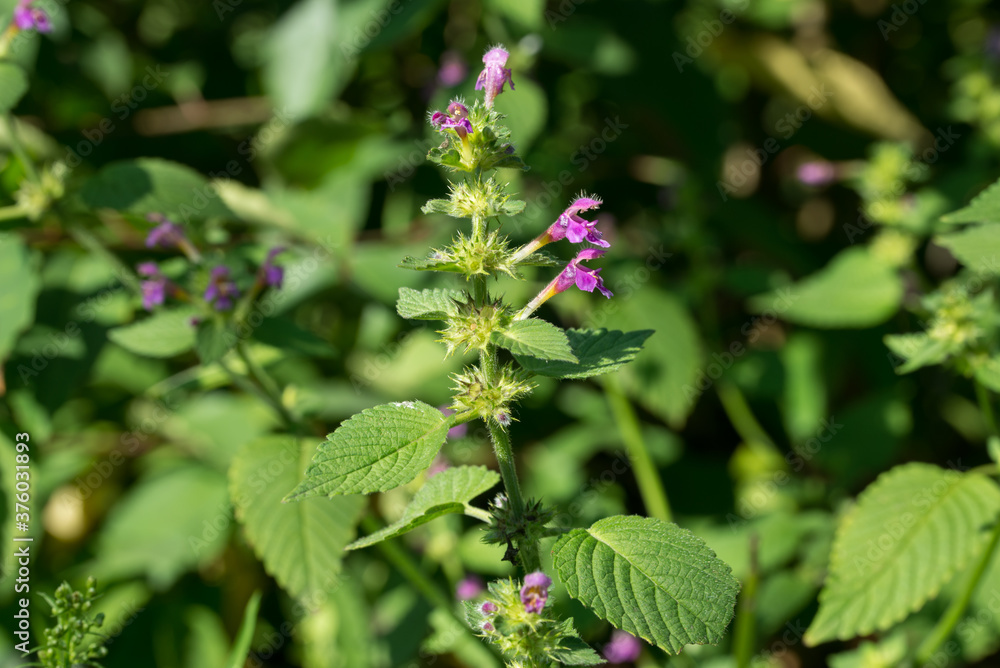 Galeopsis tetrahit, common hemp-nettle, brittlestem hempnettle flowers Galeopsis tetrahit, common hemp-nettle, brittlestem hempnettle flowers