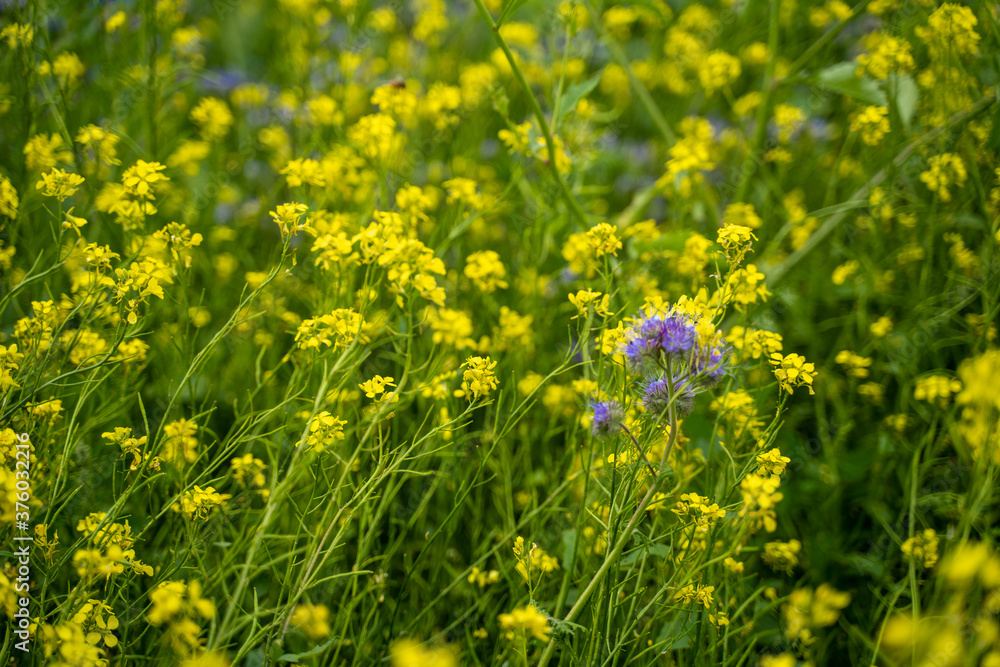blue and yellow flowers on a field