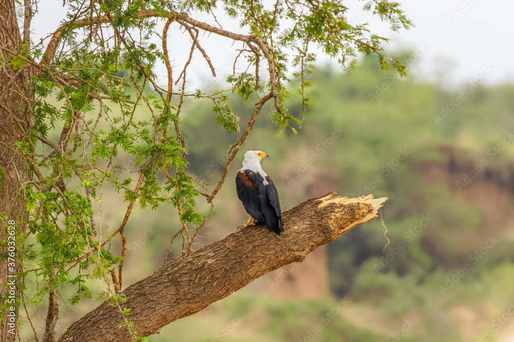 African Fish Eagle (Haliaeetus vocifer), Queen Elizabeth National Park, Uganda. African Fish Eagle (Haliaeetus vocifer), Queen Elizabeth National Park, Uganda.