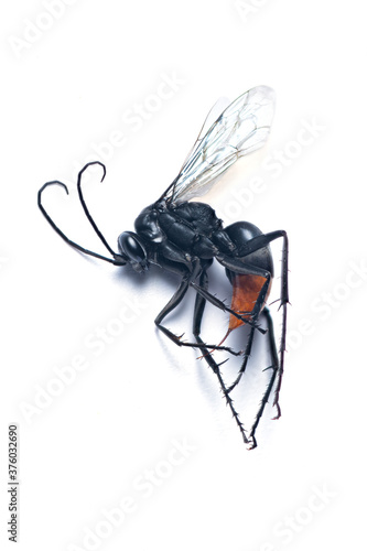 Tarantura Hawk wasp  isolated on white background photo