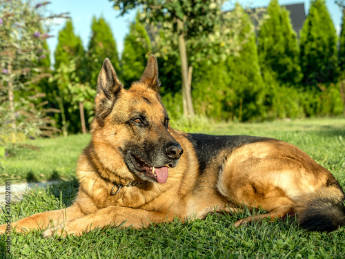Portrait of German Shepherd posing in the grass