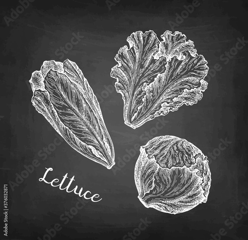 Lettuce chalk sketches set.